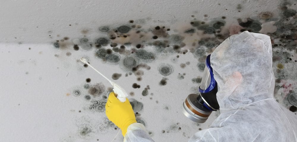 mold risks health impacts