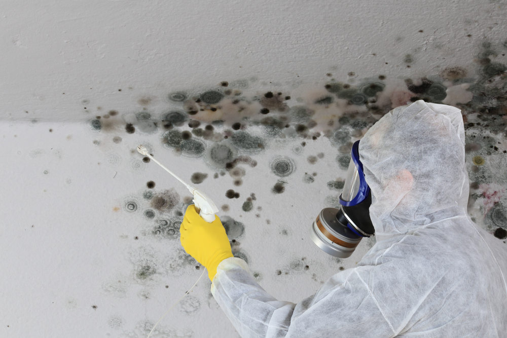 mold risks health impacts