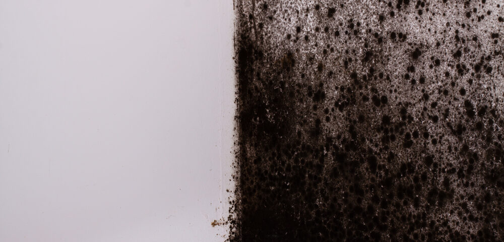 Test for Black Mold