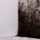 Test for Black Mold