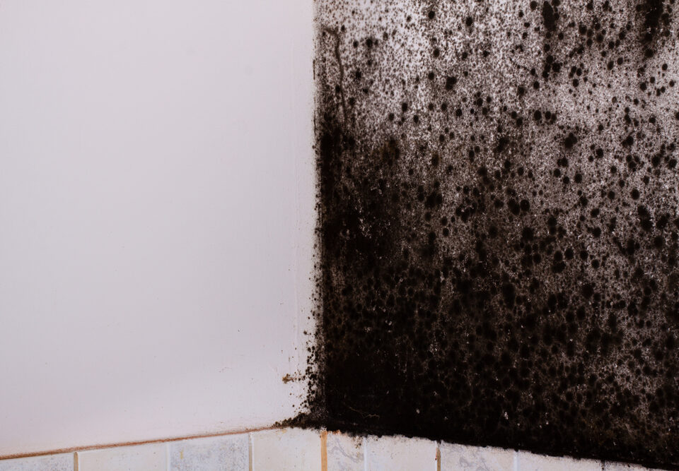 Test for Black Mold