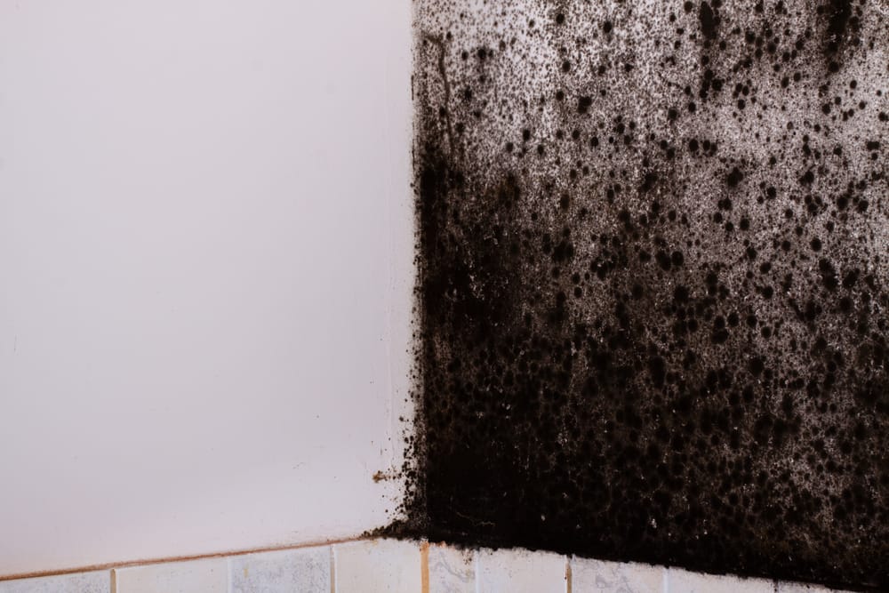 https://aerolitegroup.com/how-to-test-for-black-mold-a-step-by-step-guide/