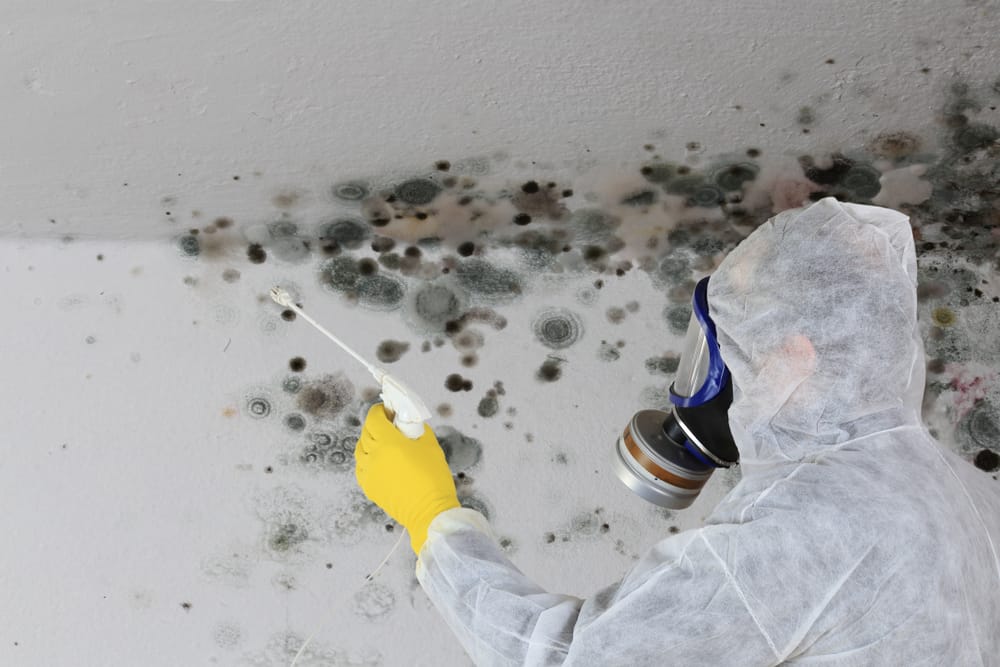 Mold risks health impacts